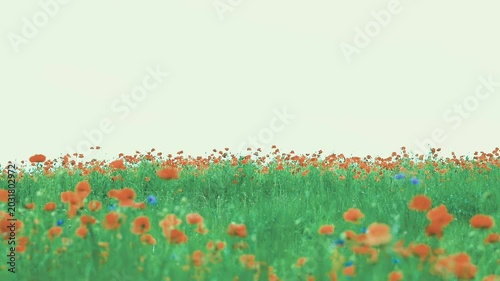 季節の美しい花と空