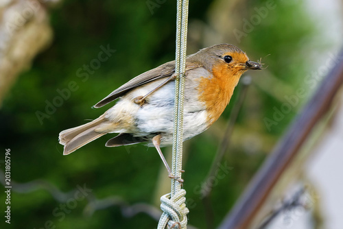 Rotkehlchen