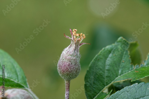 Apfelbaum