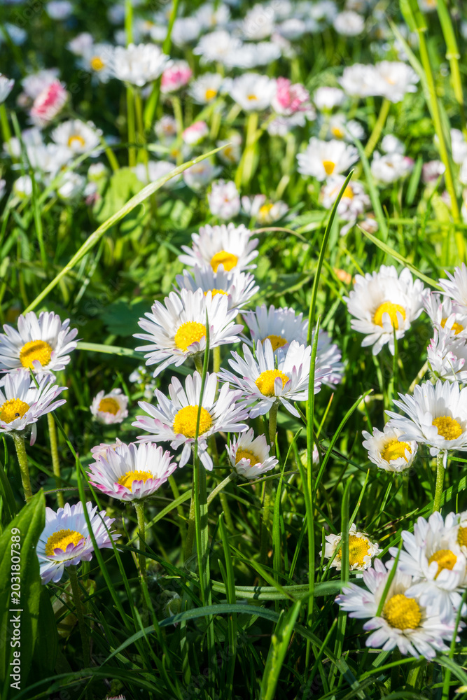 Fototapeta premium Sunny day in a garden filled with wild daisies and green grass under blue sky