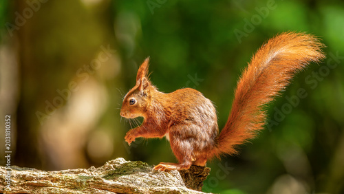 Foto ein Eichhörnchen in der Natur