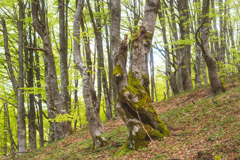 Fototapeta premium Birch forest with new green leafs on the beginning of spring