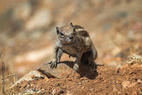 Photos Wild Barbary ground squirrel perched on desert stones looking at camera Fuerteve