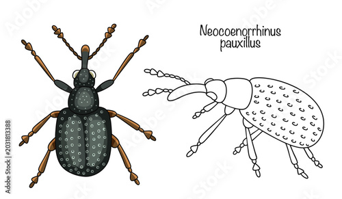 Canvastavla Neocoenorrhinus pauxillus