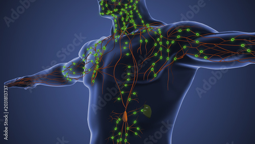 Foto Human lymphatic system anatomy medical concept