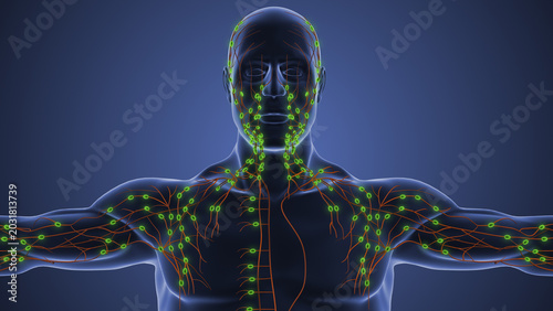 Fotografie Human lymphatic system anatomy medical concept