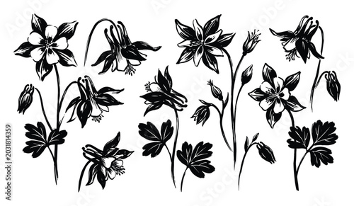 Fotografi Columbine flower silhouettes with delicate buds and stems