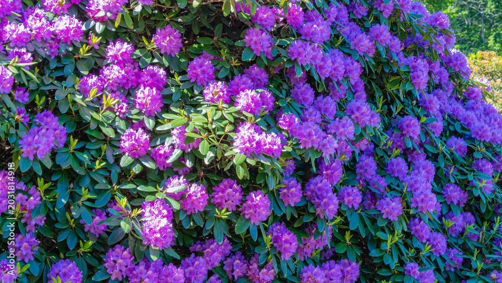 Obraz premium Vibrant rhododendron and azalea blooms filling a garden in spring season