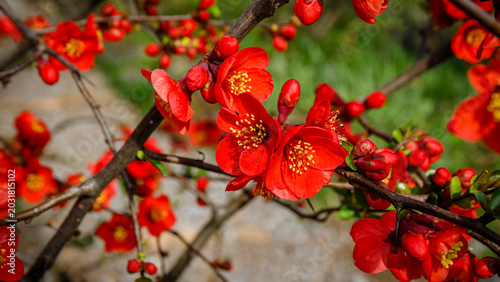 Foto Cherry blossoms bloom in a garden during springtime, showcasing bright red flowe