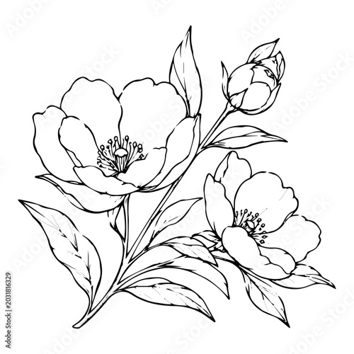 Fotografie Beautiful wild rose branch drawing featuring open blossoms and young buds