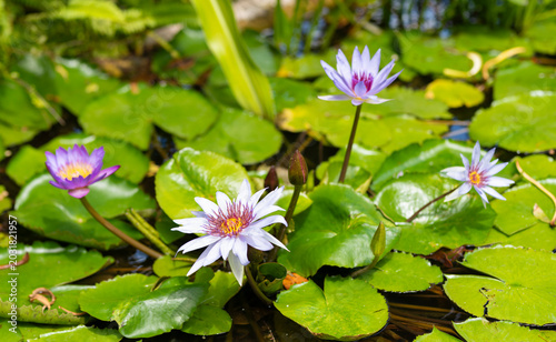 Quadro su tela Flowering Nymphaea lily