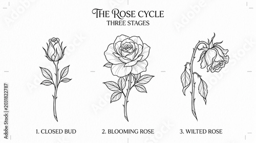 Rose Tattoo Flash Sheet with Three Variations – Bud, Blooming and Wilted Flower Designs, Fine Line Black Ink Stencil Vector Illustration, Elegant Minimal Tattoo Design Template