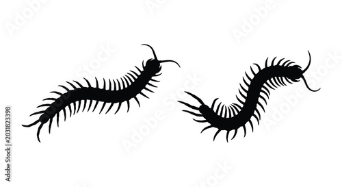 Foto Two centipede silhouettes in curved poses against a white background silhouette