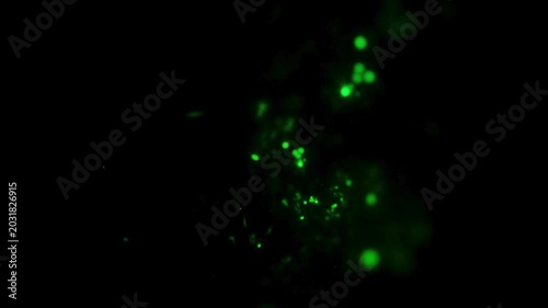Green Glowing Particles Abstract Dark Motion Background Loop video 4k