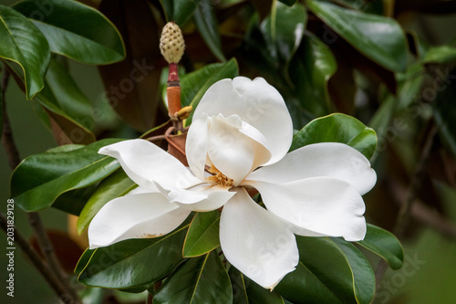 Magnolia Bloom Close-up with Pistil in Background