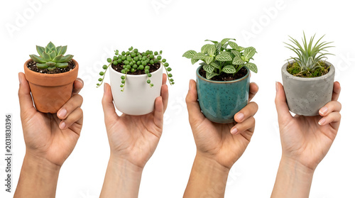 Four hands holding small potted plants with isolated on white background, png transparent set, bundle collection, products festive celebration, event festival 2026, 2027 2028 download