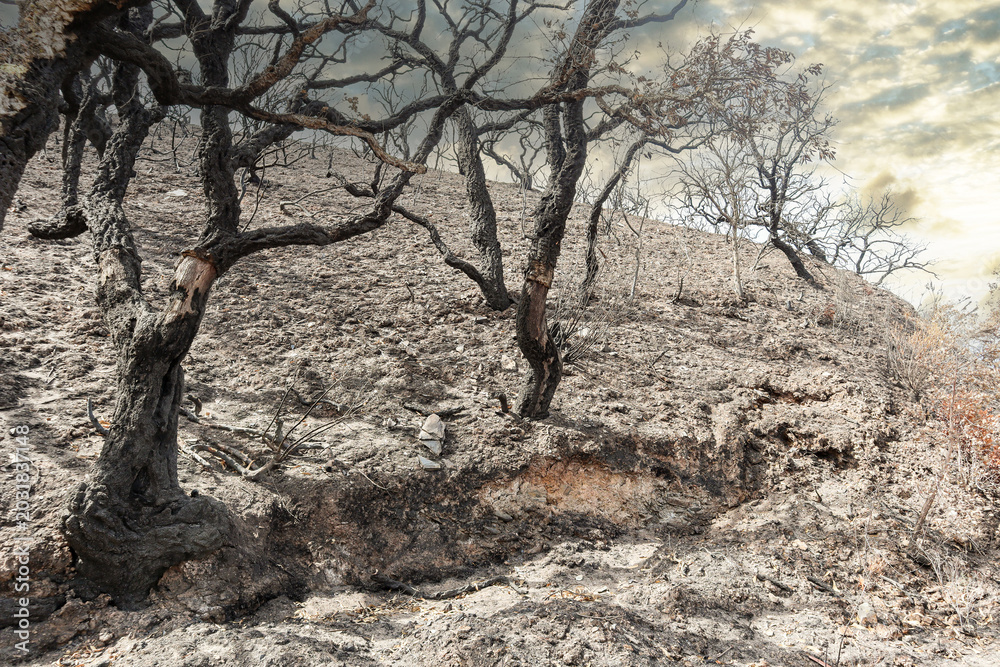 Obraz premium The destroyed and burnt landscape of the Algarve with charred black trees after a forest fire near Lagos, Portugal. Climate change featuring heat, drought, rising temperatures and aridity in Europe