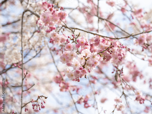 青空と桜