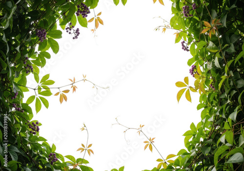 Green virginia creeper vine leaves and small purple berries forming a natural circular frame against a solid black background