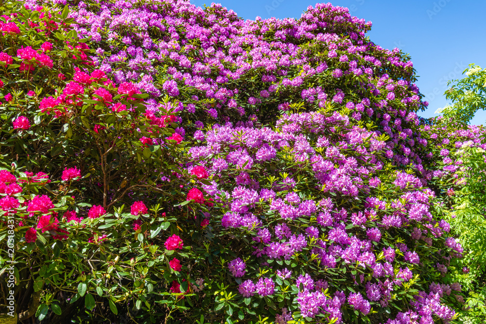 Obraz premium Colorful rhododendron and azalea flowers bloom in a garden on a sunny day in spring