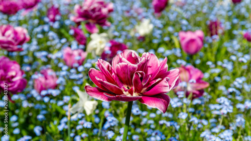 Schilderij op canvas Bright flowers bloom in a garden during spring under clear skies with many color