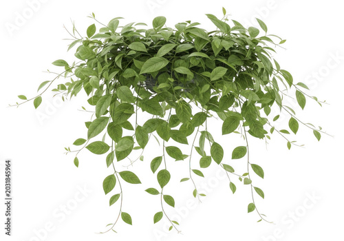 Lush green trailing creeper plant with small oval leaves, isolated on a solid black background, for landscape and garden