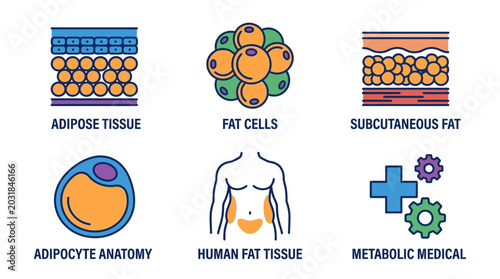 Human Fat Tissue and Adipose Cells Medical Icon Set