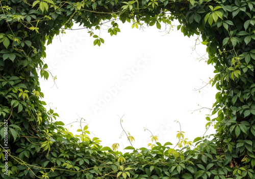 Lush green virginia creeper vine foliage forming a natural oval frame with a deep black center hole for copy space