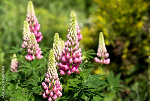 Photos Pink lupine flowers blooming in a sunny garden with green foliage and a soft blu