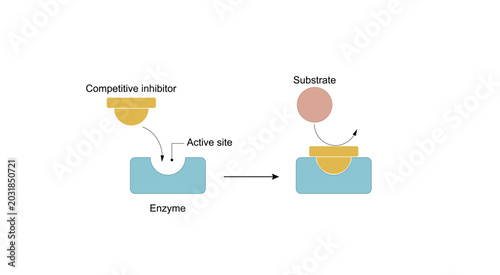 Foto Competitive inhibition of enzyme, molecules very similar to the substrate bind to the active site and prevent binding of the actual substrate, decreases enzyme activity
