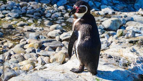 Photos Close up portrait of cute Humboldt penguin also termed Peruvian penguin, or patranca