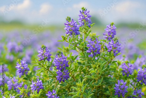 Lentil field with small purple flowers, low growing plants, soft natural light, no people, pulse crop farming