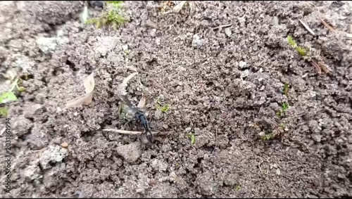 a black ant that appears to be having difficulty carrying food on the ground