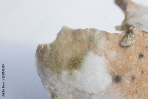 A Detailed Macro Shot of White and Green Mold Spores Growing Extensively on a Slice of Spoiled Rotten Bread Isolated on a Blurred Background