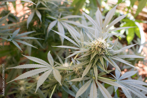A Close Up Shot of a Growing Cannabis Female Flower Bud with Green Marijuana Leaves Breeding in an Indoor Herb Garden Plantation