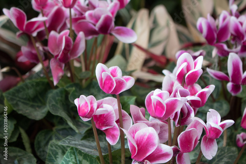 A Beautiful Dense Field of Vibrant Pink Cyclamen Flowers with Elegant White Edges Blooming Gracefully with Green Foliage Background in a Greenhouse