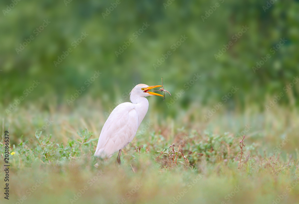 Obraz premium Cattle Egret (Bubulcus ibis) with a large dragonfly in its beak on a blurred green background.