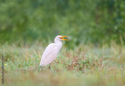 Cattle Egret (Bubulcus ibis) with a large dragonfly in its beak on a blurred green background.