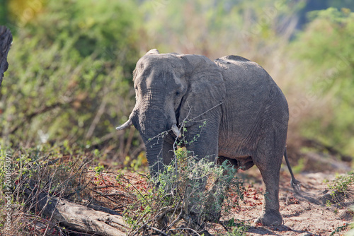 Bild auf Leinwand An African Elephant (Loxodonta africana) feeding on bushes in the savanna