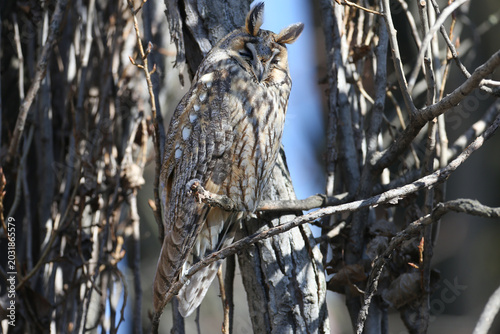 Canvastavla Close-up of a Long-eared Owl (Asio otus) dozing while perched on a dry tree branch