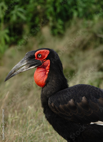 southern ground hornbill Savuti Botswana 