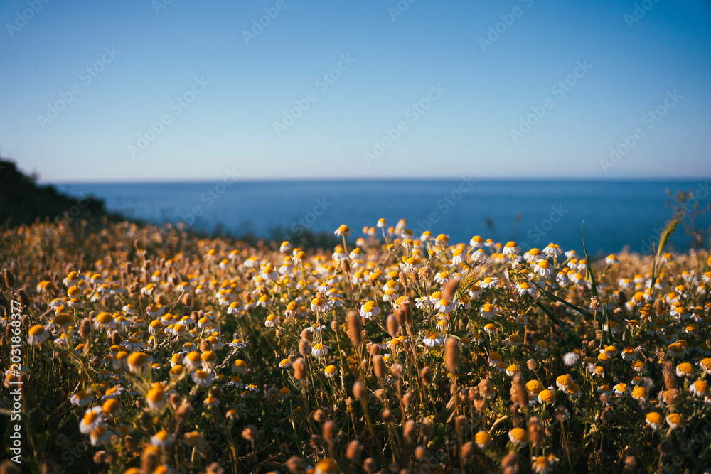 Obraz premium Coastal chamomile field under clear sky above the Tyrrhenian Sea