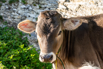 A direct headshot portrait of a traditional Brown Swiss dairy cow with large ears looking forward, standing against a rustic stone wall background in a bright alpine meadow.