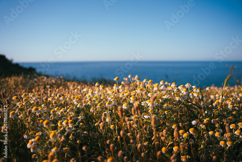 Coastal chamomile field under clear sky above the Tyrrhenian Sea