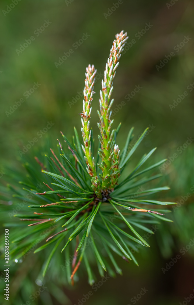 Fototapeta premium In spring, young shoots appear at the ends of all pine branches.