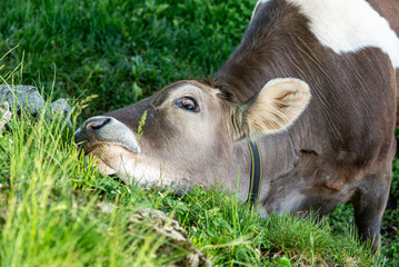 A tight close-up shot of a Swiss dairy cow tilting its head sideways while resting on a vibrant green grass bank on a bright sunny day in a mountain pasture.