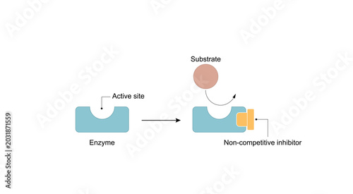 Foto Noncompetitive enzyme inhibition, inhibitor binding to an allosteric site decreased enzyme efficacy