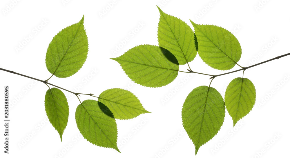 Fototapeta premium Fresh green tree leaves on branches in monochromatic white outline
