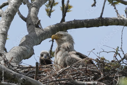Slika na platnu White‑tailed Eagle Nesting Behavior with Chick