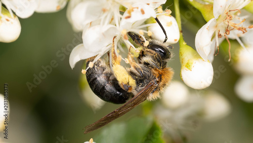 Photos Bio Diversity - Andrena haemorrhoa - Macro of Orange-tailed Mining Bee in white Flowers